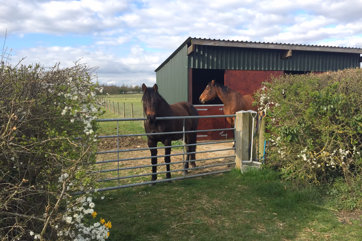 Horses at Stable Quarters Farm, a family business focusing on horseback riding experiences and hospitality services.